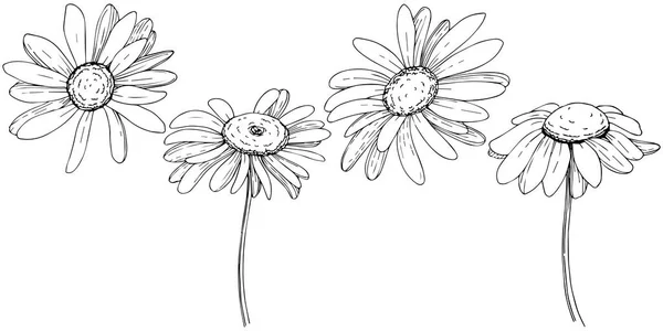 Marguerite Dans Style Vectoriel Isolé Nom Complet Plante Marguerite Olives — Image vectorielle