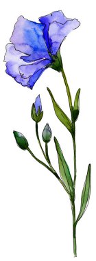 Mavi keten. Botanik çiçek. Vahşi bahar yaprak izole kır çiçeği. Arka plan, doku, sarıcı desen, çerçeve veya kenarlık için Aquarelle kır çiçeği.