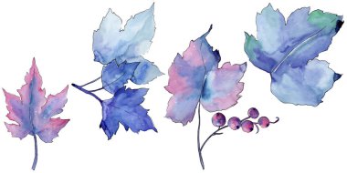 Frenk üzümü izole bir suluboya tarzında bırakır. Aquarelle yaprak için arka plan, doku, sarıcı desen, çerçeve veya kenarlık.