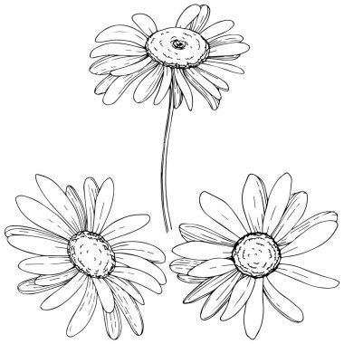 Daisy izole bir vektör tarzı. Bitki tam adı: daisy. Arka plan, doku, sarıcı desen, çerçeve veya kenarlık için vektör zeytin ağacı.