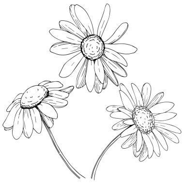 Daisy izole bir vektör tarzı. Bitki tam adı: daisy. Arka plan, doku, sarıcı desen, çerçeve veya kenarlık için vektör zeytin ağacı.