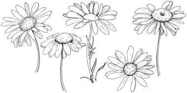 Daisy izole bir vektör tarzı. Bitki tam adı: daisy. Arka plan, doku, sarıcı desen, çerçeve veya kenarlık için vektör zeytin ağacı.