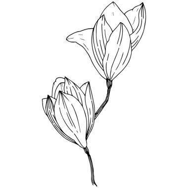 Manolya izole bir vektör tarzı. Bitki tam adı: Magnolia. Vektör arka plan, doku, sarıcı desen, çerçeve veya kenarlık için.
