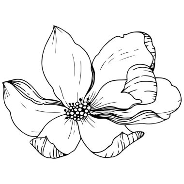 Manolya izole bir vektör tarzı. Bitki tam adı: Magnolia. Vektör arka plan, doku, sarıcı desen, çerçeve veya kenarlık için.