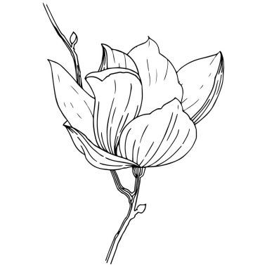 Manolya izole bir vektör tarzı. Bitki tam adı: Magnolia. Vektör arka plan, doku, sarıcı desen, çerçeve veya kenarlık için.