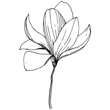 Manolya izole bir vektör tarzı. Bitki tam adı: Magnolia. Vektör arka plan, doku, sarıcı desen, çerçeve veya kenarlık için.