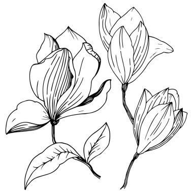 Manolya izole bir vektör tarzı. Bitki tam adı: Magnolia. Vektör arka plan, doku, sarıcı desen, çerçeve veya kenarlık için.