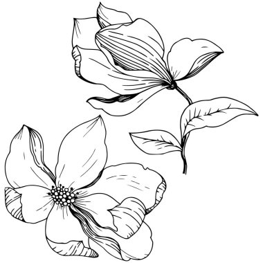 Manolya izole bir vektör tarzı. Bitki tam adı: Magnolia. Vektör arka plan, doku, sarıcı desen, çerçeve veya kenarlık için.