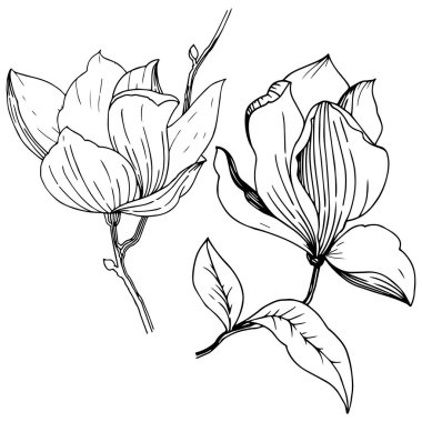 Manolya izole bir vektör tarzı. Bitki tam adı: Magnolia. Vektör arka plan, doku, sarıcı desen, çerçeve veya kenarlık için.