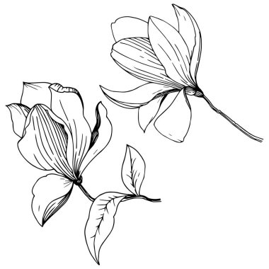 Manolya izole bir vektör tarzı. Bitki tam adı: Magnolia. Vektör arka plan, doku, sarıcı desen, çerçeve veya kenarlık için.