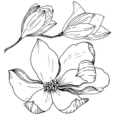 Manolya izole bir vektör tarzı. Bitki tam adı: Magnolia. Vektör arka plan, doku, sarıcı desen, çerçeve veya kenarlık için.