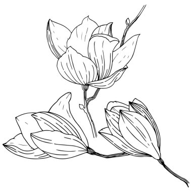 Manolya izole bir vektör tarzı. Bitki tam adı: Magnolia. Vektör arka plan, doku, sarıcı desen, çerçeve veya kenarlık için.