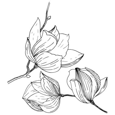 Manolya izole bir vektör tarzı. Bitki tam adı: Magnolia. Vektör arka plan, doku, sarıcı desen, çerçeve veya kenarlık için.