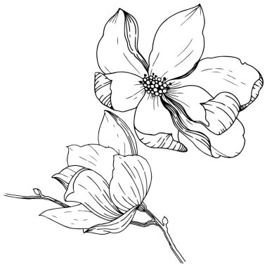 Manolya izole bir vektör tarzı. Bitki tam adı: Magnolia. Vektör arka plan, doku, sarıcı desen, çerçeve veya kenarlık için.