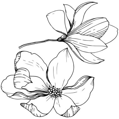 Manolya izole bir vektör tarzı. Bitki tam adı: Magnolia. Vektör arka plan, doku, sarıcı desen, çerçeve veya kenarlık için.