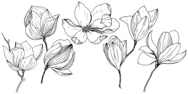 Manolya izole bir vektör tarzı. Bitki tam adı: Magnolia. Vektör arka plan, doku, sarıcı desen, çerçeve veya kenarlık için.