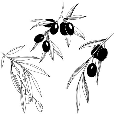 Zeytin ağacı izole bir vektör tarzı. Bitki tam adı: bir zeytin ağacı dalı. Arka plan, doku, sarıcı desen, çerçeve veya kenarlık için vektör zeytin ağacı.