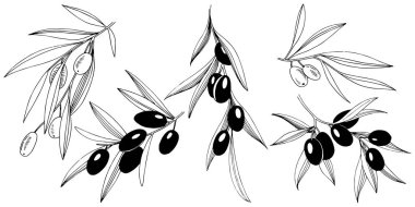 Zeytin ağacı izole bir vektör tarzı. Bitki tam adı: bir zeytin ağacı dalı. Arka plan, doku, sarıcı desen, çerçeve veya kenarlık için vektör zeytin ağacı.