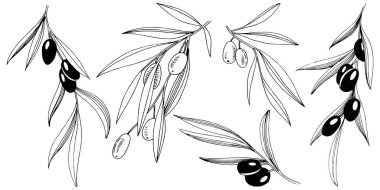 Zeytin ağacı izole bir vektör tarzı. Bitki tam adı: bir zeytin ağacı dalı. Arka plan, doku, sarıcı desen, çerçeve veya kenarlık için vektör zeytin ağacı.