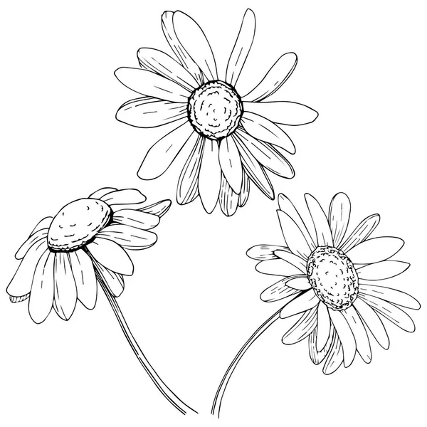 Marguerite Dans Style Vectoriel Isolé Nom Complet Plante Marguerite Olives — Image vectorielle