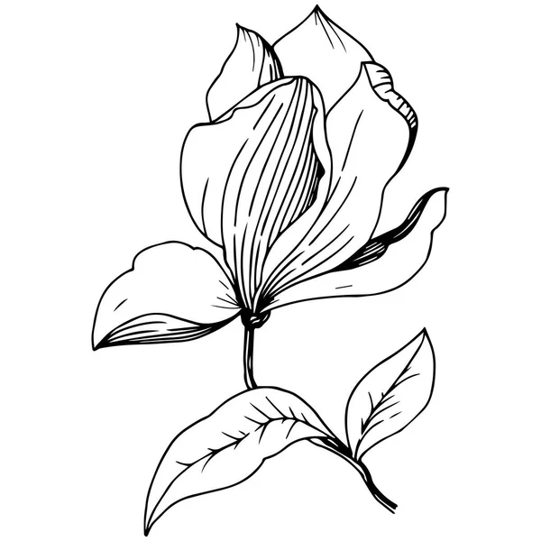 Magnolia Dans Style Vectoriel Isolé Nom Complet Plante Magnolia Vecteur — Image vectorielle