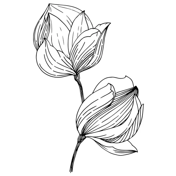 Manolya izole bir vektör tarzı. Bitki tam adı: Magnolia. Vektör arka plan, doku, sarıcı desen, çerçeve veya kenarlık için.