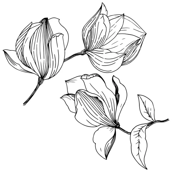 Magnolia Vektor Stil Isolerade Fullständigt Namn Anläggningen Magnolia Vektor För — Stock vektor