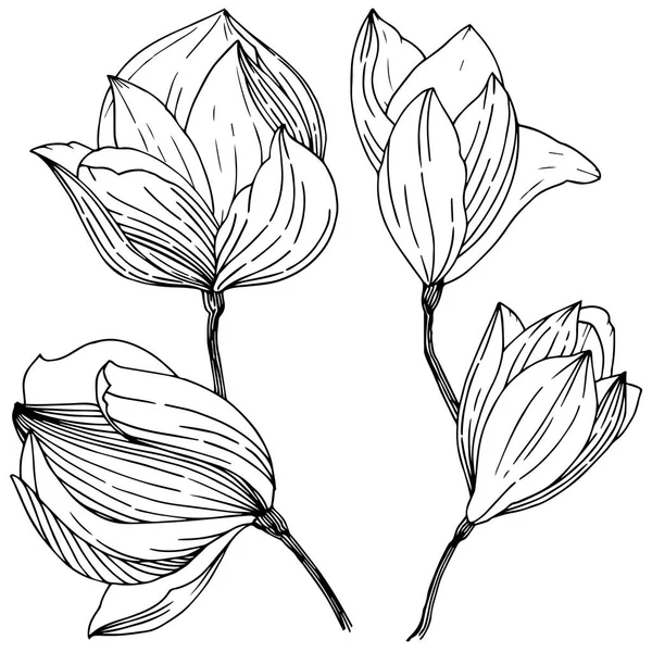 分離されたベクター スタイルのマグノリア 植物の完全な名前 マグノリア テクスチャ ラッパー パターン フレームや境界線のベクトル — ストックベクタ