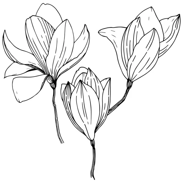 Магнолії Стилі Вектор Ізольовані Повна Назва Рослини Magnolia Вектор Фону — стоковий вектор