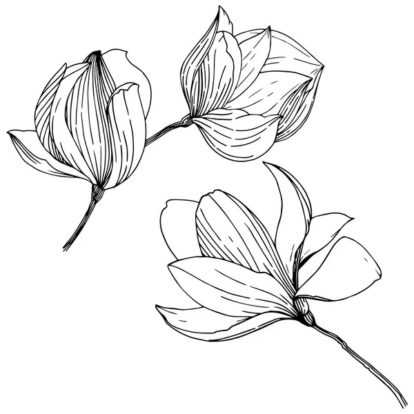 Magnolia Estilo Vectorial Aislado Nombre Completo Planta Magnolia Vector Para — Archivo Imágenes Vectoriales