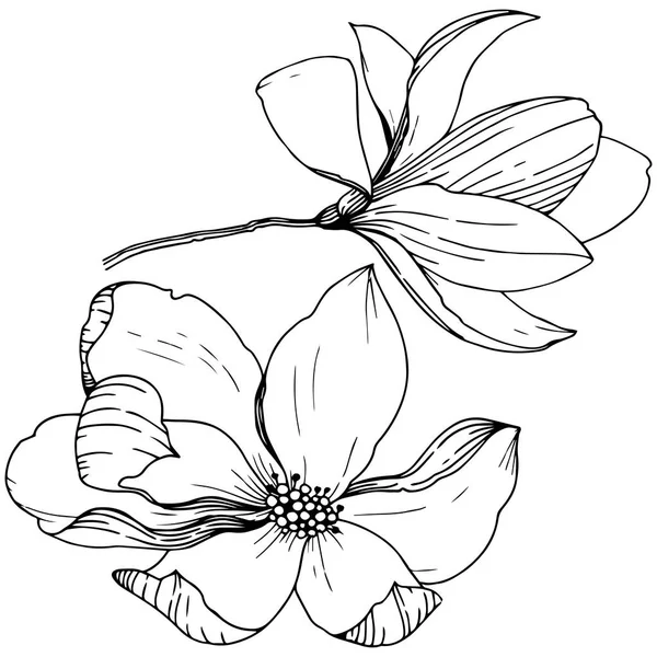 Manolya izole bir vektör tarzı. Bitki tam adı: Magnolia. Vektör arka plan, doku, sarıcı desen, çerçeve veya kenarlık için.