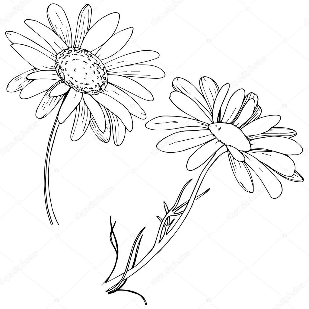 Daisy in a vector style isolated. Full name of the plant: daisy. Vector olive tree for background, texture, wrapper pattern, frame or border.