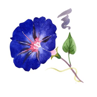 Ipomoea koyu mavi. Botanik çiçek. Vahşi bahar yaprak izole kır çiçeği. Arka plan, doku, sarıcı desen, çerçeve veya kenarlık için Aquarelle kır çiçeği.