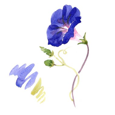 Ipomoea koyu mavi. Botanik çiçek. Vahşi bahar yaprak izole kır çiçeği. Arka plan, doku, sarıcı desen, çerçeve veya kenarlık için Aquarelle kır çiçeği.