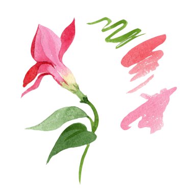 Kırmızı dipladeniya. Botanik çiçek. Vahşi bahar yaprak izole kır çiçeği. Arka plan, doku, sarıcı desen, çerçeve veya kenarlık için Aquarelle kır çiçeği.