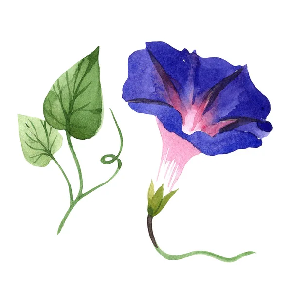 Ipomoea Koyu Mavi Botanik Çiçek Vahşi Bahar Yaprak Izole Kır — Stok fotoğraf