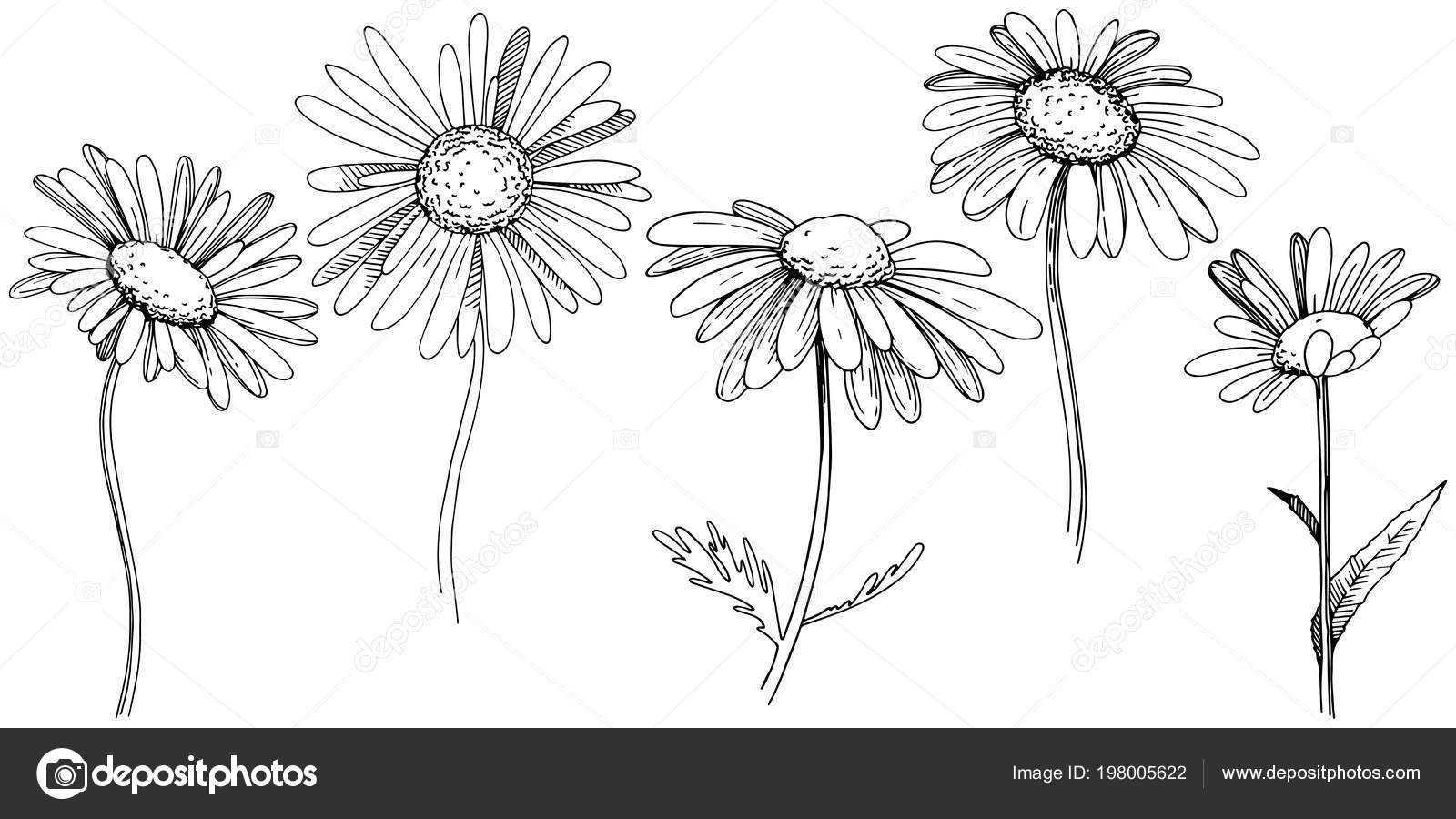 Download Daisy Vector Style Isolated Full Name Plant Daisy Vector ...