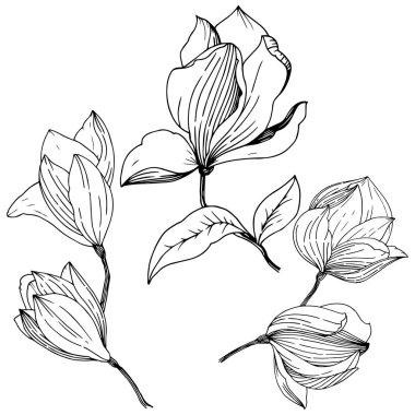 Manolya izole bir vektör tarzı. Bitki tam adı: Magnolia. Vektör arka plan, doku, sarıcı desen, çerçeve veya kenarlık için.