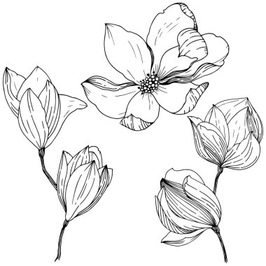 Manolya izole bir vektör tarzı. Bitki tam adı: Magnolia. Vektör arka plan, doku, sarıcı desen, çerçeve veya kenarlık için.