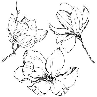 Manolya izole bir vektör tarzı. Bitki tam adı: Magnolia. Vektör arka plan, doku, sarıcı desen, çerçeve veya kenarlık için.