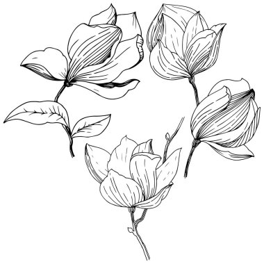 Manolya izole bir vektör tarzı. Bitki tam adı: Magnolia. Vektör arka plan, doku, sarıcı desen, çerçeve veya kenarlık için.