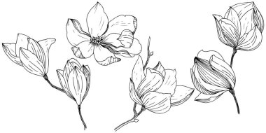 Manolya izole bir vektör tarzı. Bitki tam adı: Magnolia. Vektör arka plan, doku, sarıcı desen, çerçeve veya kenarlık için.