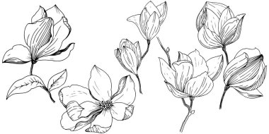 Manolya izole bir vektör tarzı. Bitki tam adı: Magnolia. Vektör arka plan, doku, sarıcı desen, çerçeve veya kenarlık için.