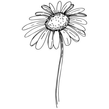 Daisy izole bir vektör tarzı. Bitki tam adı: Daisy. Arka plan, doku, sarıcı desen, çerçeve veya kenarlık için vektör çiçek.