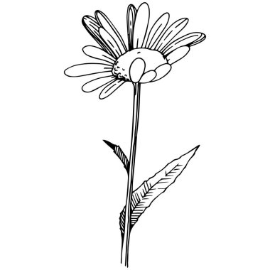 Daisy izole bir vektör tarzı. Bitki tam adı: Daisy. Arka plan, doku, sarıcı desen, çerçeve veya kenarlık için vektör çiçek.