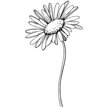 Daisy izole bir vektör tarzı. Bitki tam adı: Daisy. Arka plan, doku, sarıcı desen, çerçeve veya kenarlık için vektör çiçek.