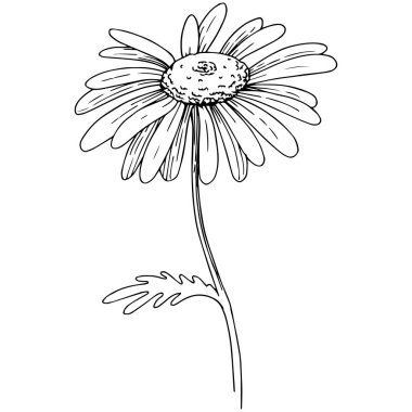 Daisy izole bir vektör tarzı. Bitki tam adı: Daisy. Arka plan, doku, sarıcı desen, çerçeve veya kenarlık için vektör çiçek.
