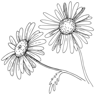 Daisy izole bir vektör tarzı. Bitki tam adı: Daisy. Arka plan, doku, sarıcı desen, çerçeve veya kenarlık için vektör çiçek.