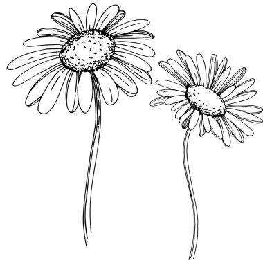 Daisy izole bir vektör tarzı. Bitki tam adı: Daisy. Arka plan, doku, sarıcı desen, çerçeve veya kenarlık için vektör çiçek.