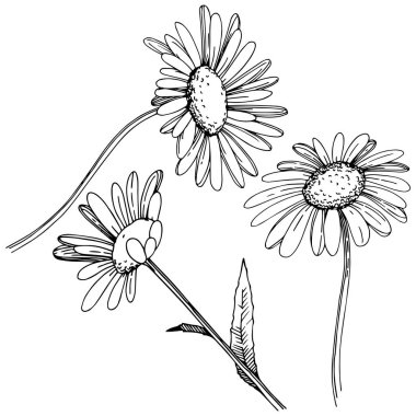 Daisy izole bir vektör tarzı. Bitki tam adı: Daisy. Arka plan, doku, sarıcı desen, çerçeve veya kenarlık için vektör çiçek.